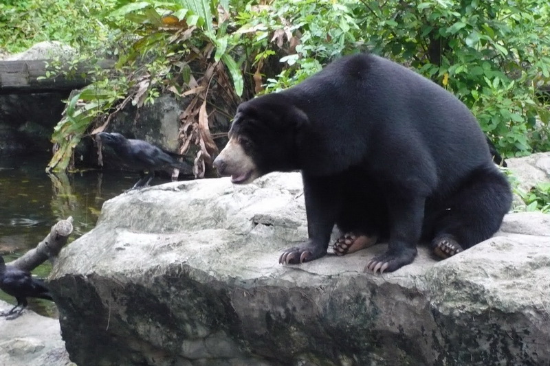 Thailand, Bangkok, Dusit Zoo